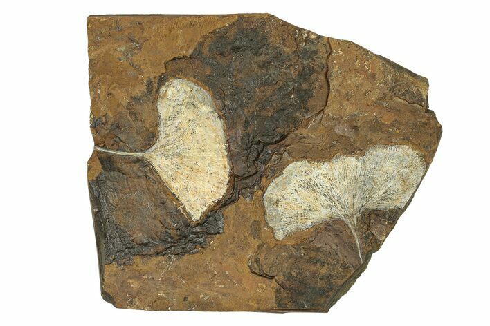 Two Paleocene Fossil Ginkgo Leaves - North Dakota #271096
